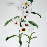 Watercolour White orchid