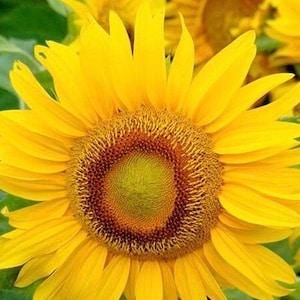 Sunflower Dwarf Sunspot 1g - 15 Seeds - Helianthus Annuus