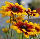 1/2 oz Daisy Seeds, Gloriosa Daisies, Bulk Seeds, Heirloom Wildflower, 30,000 ct