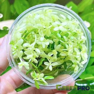Greenpro | Bacopa Compact White Tissue Culture Live Aquarium Plants Freshwater Fish Tank Decorations US Nurseries
