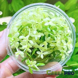 Greenpro | Bacopa Compact White Tissue Culture Live Aquarium Plants Freshwater Fish Tank Decorations US Nurseries