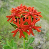 Maltese Cross - Lychnis chalcedonica - Naturalized Canadian Wildflowers