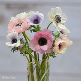 Anemone Bulbs for Sale in Pastel, Cream & White | FLEUR FARM Flower Delivery