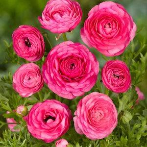 Ranunculus Pink corms/bulbs | (Persian buttercup) beautiful elegant flowers for bouquets, easy to grow