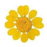 12PCS Real Pressed Dry flowers, daisy Flower supply for art candle craft FSS58
