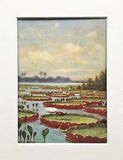 WATER LILY Botanical Print - 1920 Mounted Antique Colour Lithograph