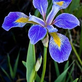 Rocky mountain Iris FLOWER SEEDS   -  Iris Missouriensis     New