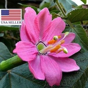Banana PassionFruit 10 Seeds ( Passiflora mollissima, Passiflora Tarminiana )