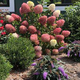 Hydrangea ZINFIN DOLL - Buy Hydrangea Hardy Shrubs Online Flower Delivery