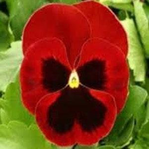 30 Pansy Red Swiss Giant Flower Seed-Red Viola Swiss giant-Alpenglow Pansy-Delta Pure Red Pansy-VIOLA X WITTROCKIANA-Stunning Biennial-FL408