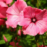 Hot Pink Lavatera Seeds, Flower Seeds