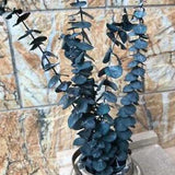 5Pcs Natural Dried Plants Forever Eucalyptus Branches Home Floral Decor