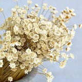 200 Stems Natural Dry Flowers Mini Daisy Bouquet for Home Decor and Weddings