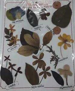 Natural Sun Dried Pressed Flower plants leaves UV Resin Epoxy Making Gift Craft