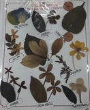 Natural Sun Dried Pressed Flower plants leaves UV Resin Epoxy Making Gift Craft