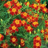 Signet Marigold Lemon Marigold Paprika Flowers 0.5g - 200 Seeds - Tagetes Tenuifolia GMO FREE