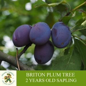 Purple Briton Plum Sapling, Grafted Ready to Plant, Tubed Soil, 2 Years Old Briton Plum Tree, for Pot and Garden - Heirloom,Open Pollination