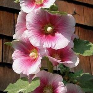 20+ seeds / Indian Spring hollyhocks Seeds / Alcea rosea / Mix Color Flower Seeds / Perennial/ (#W21)