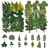 DALARAN 42 PCS Assorted Real Dried Pressed Leaves Natural Dry Leaves for Pres...