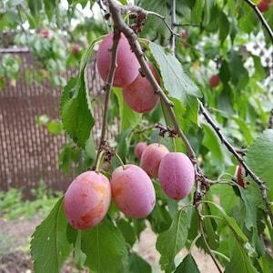 Plum Tree Seeds Canada, Prunus Americana, Flowering Ornamental Prune Plum, Zone 3+, Cold Hardy Fruit Tree Seeds, White Flowers Pollinators