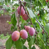 Plum Tree Seeds Canada, Prunus Americana, Flowering Ornamental Prune Plum, Zone 3+, Cold Hardy Fruit Tree Seeds, White Flowers Pollinators