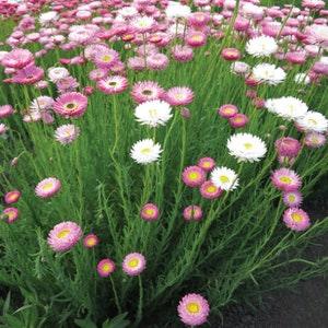 75 Paper Daisy Seed Mix / Rhodanthe Chlorocephala / Pierrot / Dried / Wildflowers / English Garden / Cut Flowers / Helipterum / Wedding