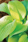 26 of the Best Hosta Varieties for Your Shade Garden Flower Delivery