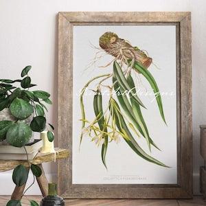 Epidendrum Parkinsonianum Orchid Plant Vintage Botanical Illustration Art Print. Minimalist. Farmhouse. Living Room, Kitchen, Bedroom Decor.