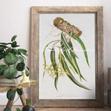 Epidendrum Parkinsonianum Orchid Plant Vintage Botanical Illustration Art Print. Minimalist. Farmhouse. Living Room, Kitchen, Bedroom Decor.