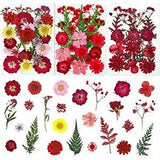 LUCISKY 75 Pcs Red Dried Flowers Real Natural Pressed Leave Petals for DIY Re...
