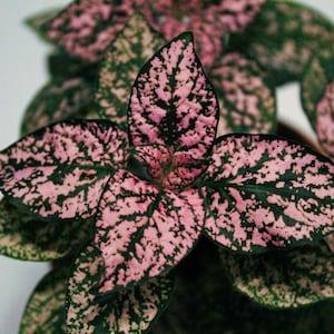 PolkaDot Mix Plant Seeds, Hypoestes Seeds, Tropical Plant Seeds