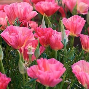 30 + seeds California Dusty rose Poppies