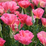 30 + seeds California Dusty rose Poppies