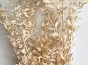 Preserved Peach Italian Ruscus ~ 5 Stems ~ 29??? Tall
