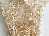 Preserved Peach Italian Ruscus ~ 5 Stems ~ 29??? Tall