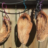 Coconut shell husk hanger set of 3 for Orchid Tillandsia Tropical Air Plant