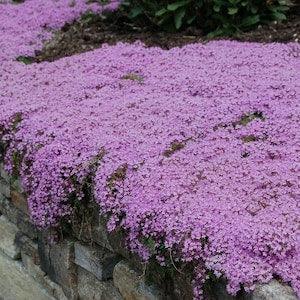 Creeping Thyme Seeds For Groundcover 0.2g Seeds