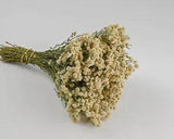 Dried Flowers Pearly Everlasting Bunch Single Bunch
