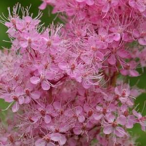 5 Rare Queen of the Prairie seeds - Filipendula rubra 'Venusta Magnifica'