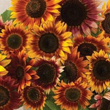 Autumn Beauty Sunflower (25 Non-GMO Heirloom Seeds) | Seeds to Plant in the Flower Garden | 8 - 10 Feet Tall