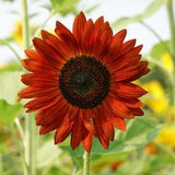 15 Red Sunflower Seeds, Organic Flowers, Reproducible & GMO-free, Helianthus Annuus, Kitchen Garden, Farmer Seeds