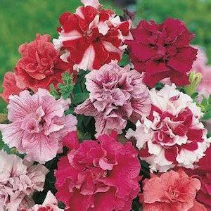 Double cascade Mix petunias seeds FRESH 40 SEEDS