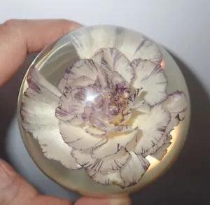 NEW LISTINGCarnation Flower in 80 mm Clear Lucite Sphere Dome Learning Specimen DP80