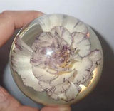 NEW LISTINGCarnation Flower in 80 mm Clear Lucite Sphere Dome Learning Specimen DP80