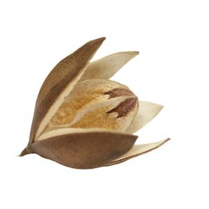 Wild Lily Flower Pod XXL - Soymida Febrifusa - Small Animals Like to Hide in the Pods - Antibacterial and Stress-Reducing Wild Lily Pods