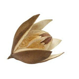 Wild Lily Flower Pod XXL - Soymida Febrifusa - Small Animals Like to Hide in the Pods - Antibacterial and Stress-Reducing Wild Lily Pods