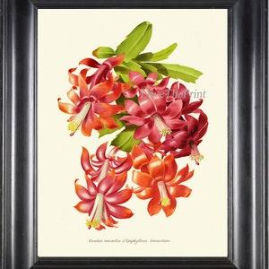 Orchid Cactus Botanical Wall Art Print IH895 Beautiful Antique Colorful Red Pink Blooming Flowers Plant Home Room Decoration to Frame IH