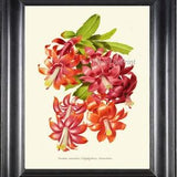 Orchid Cactus Botanical Wall Art Print IH895 Beautiful Antique Colorful Red Pink Blooming Flowers Plant Home Room Decoration to Frame IH