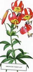 American Tiger Lily --POSTCARD