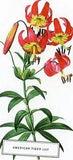 American Tiger Lily --POSTCARD